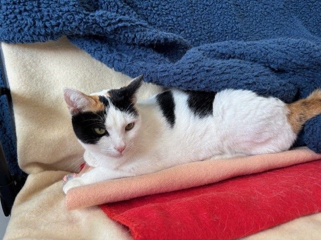 Gallery image: Hokey Pokey