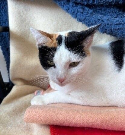 Gallery image: Hokey Pokey