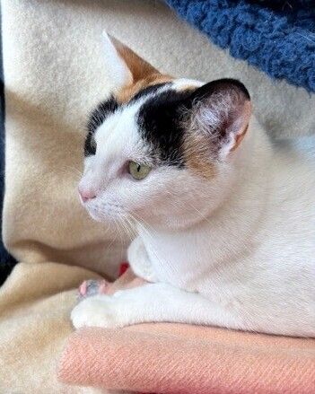 Gallery image: Hokey Pokey