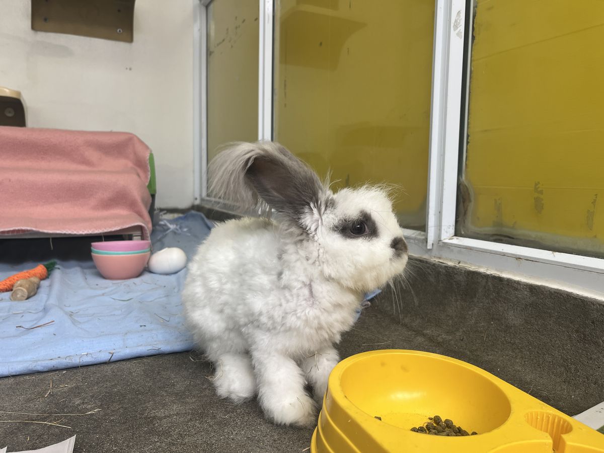 Gallery image: Fergus 