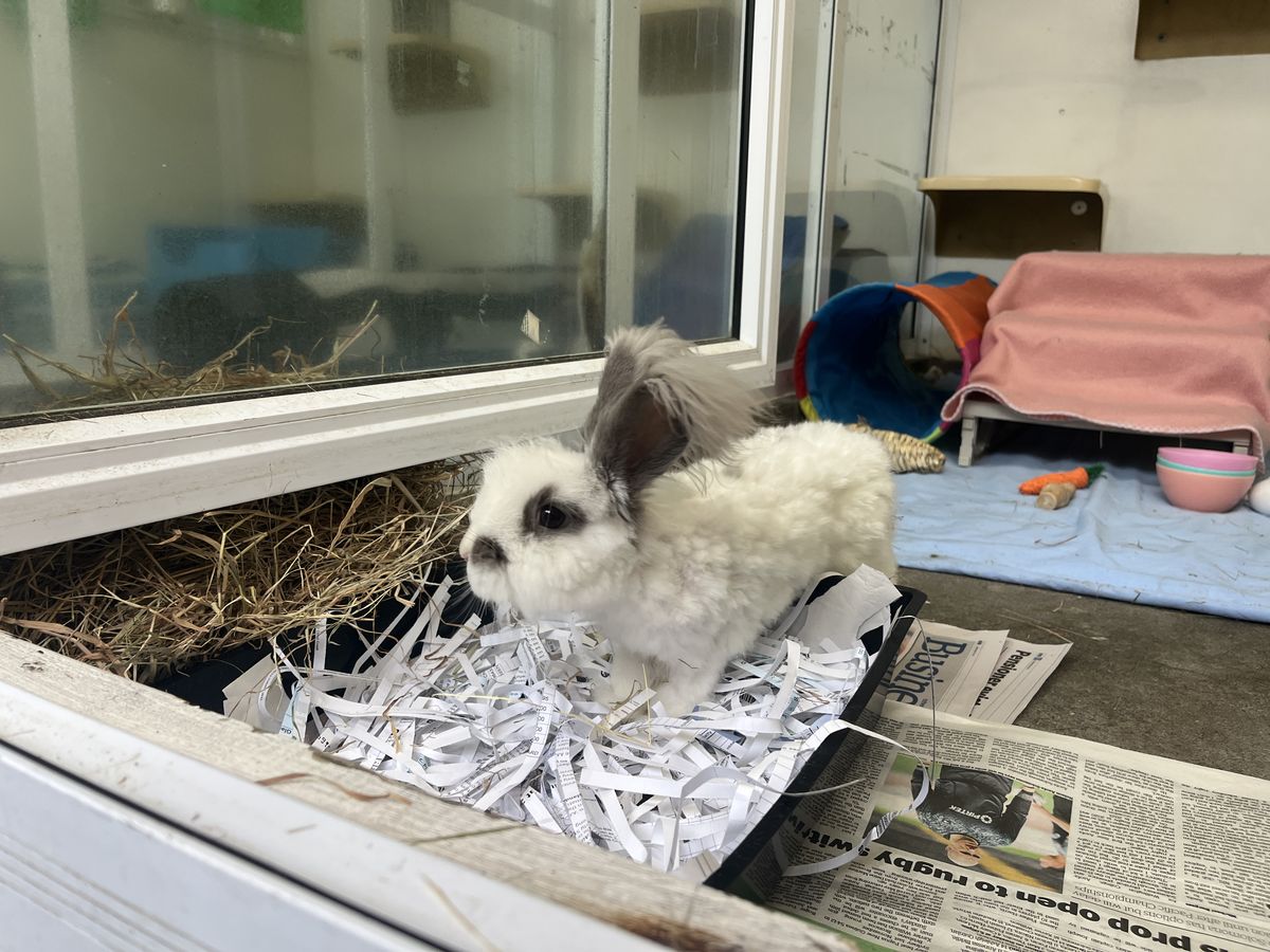 Gallery image: Fergus 