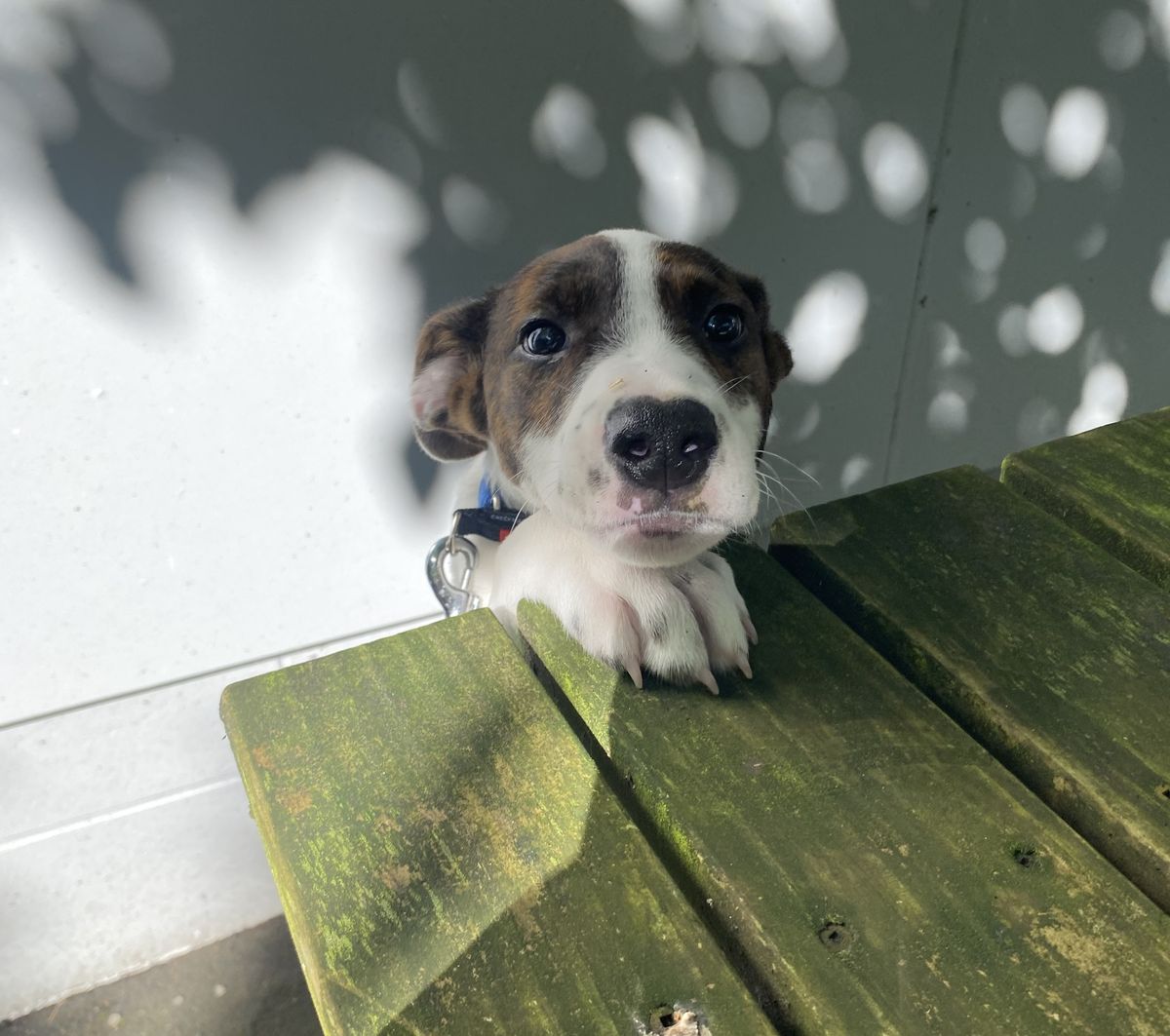 Gallery image: Edward