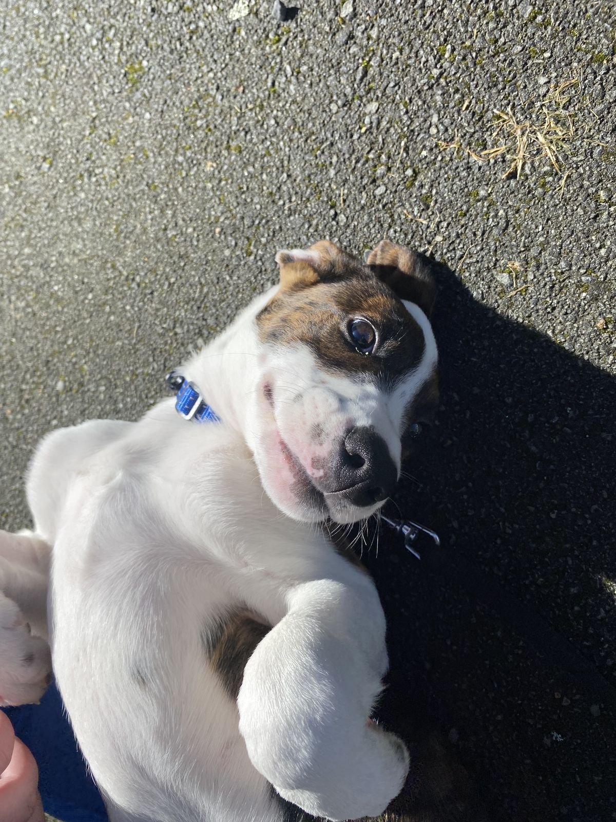 Gallery image: Edward