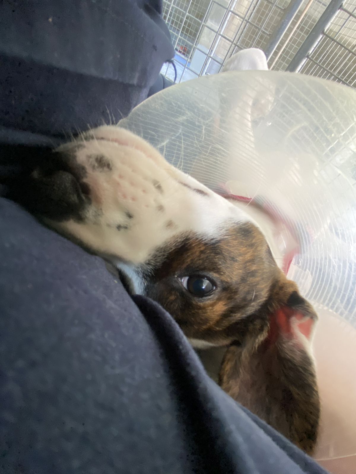 Gallery image: Edward