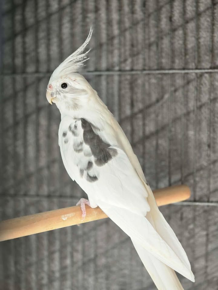 Gallery image: Scuttle