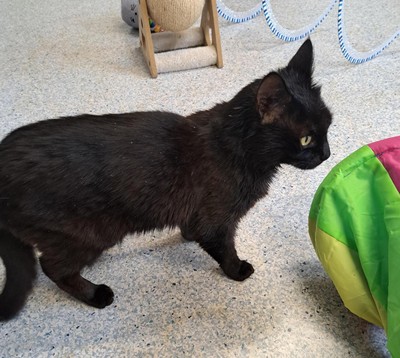 Ebony - Domestic Short Hair