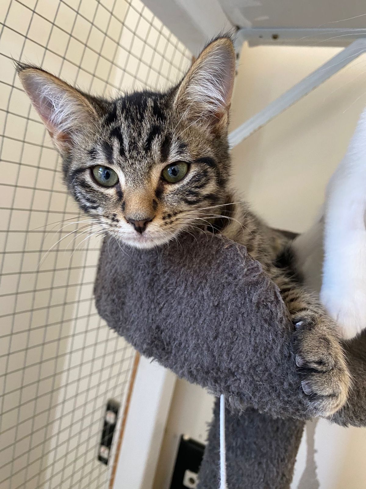 Gallery image: Lottie