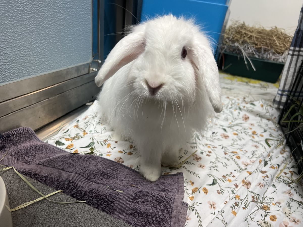 Gallery image: Daenerys