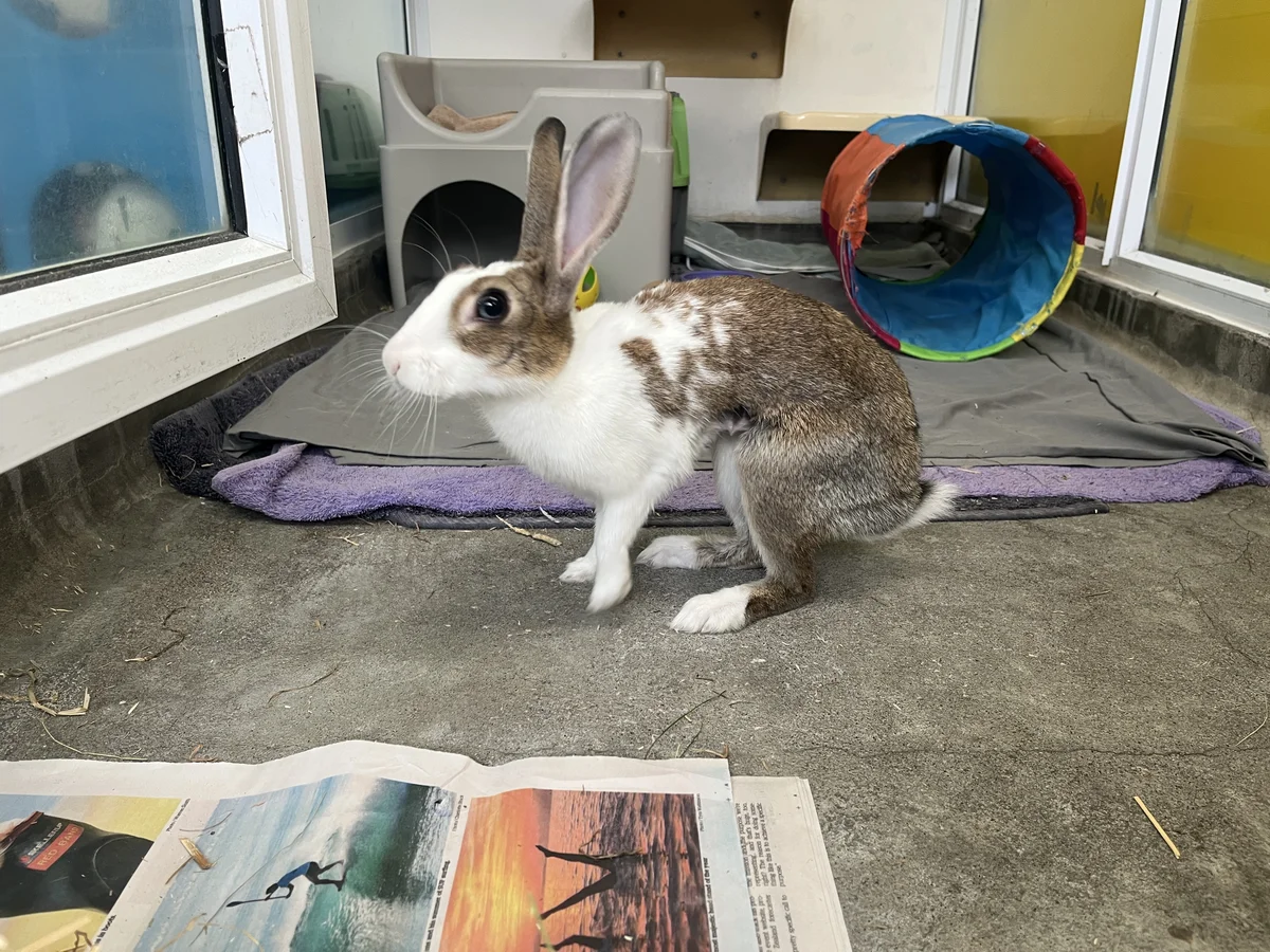 Gallery image: Firefly