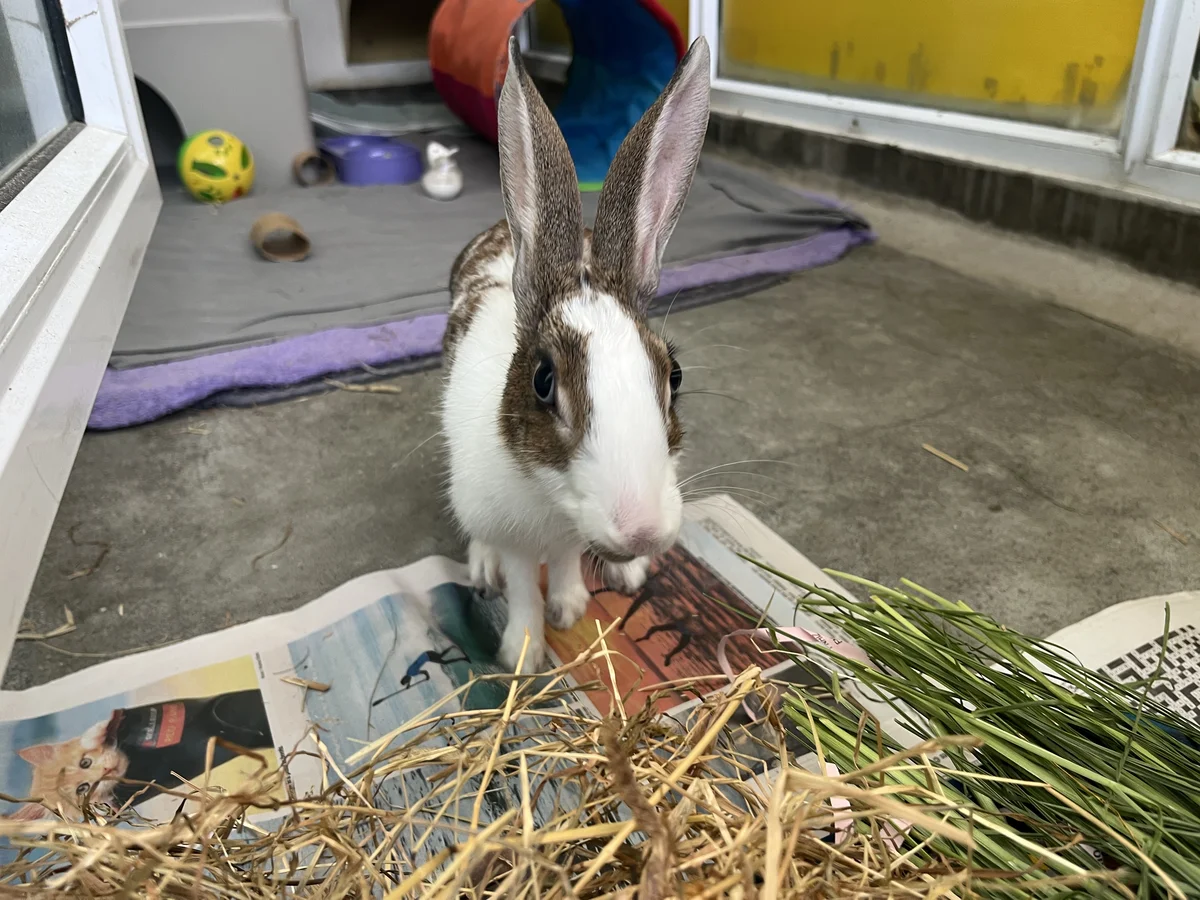 Gallery image: Firefly