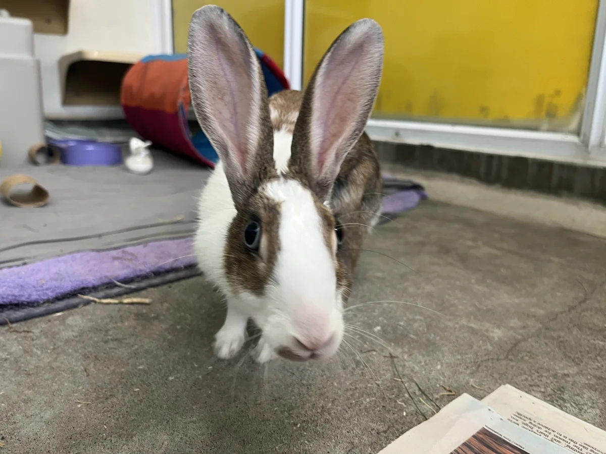 Gallery image: Firefly