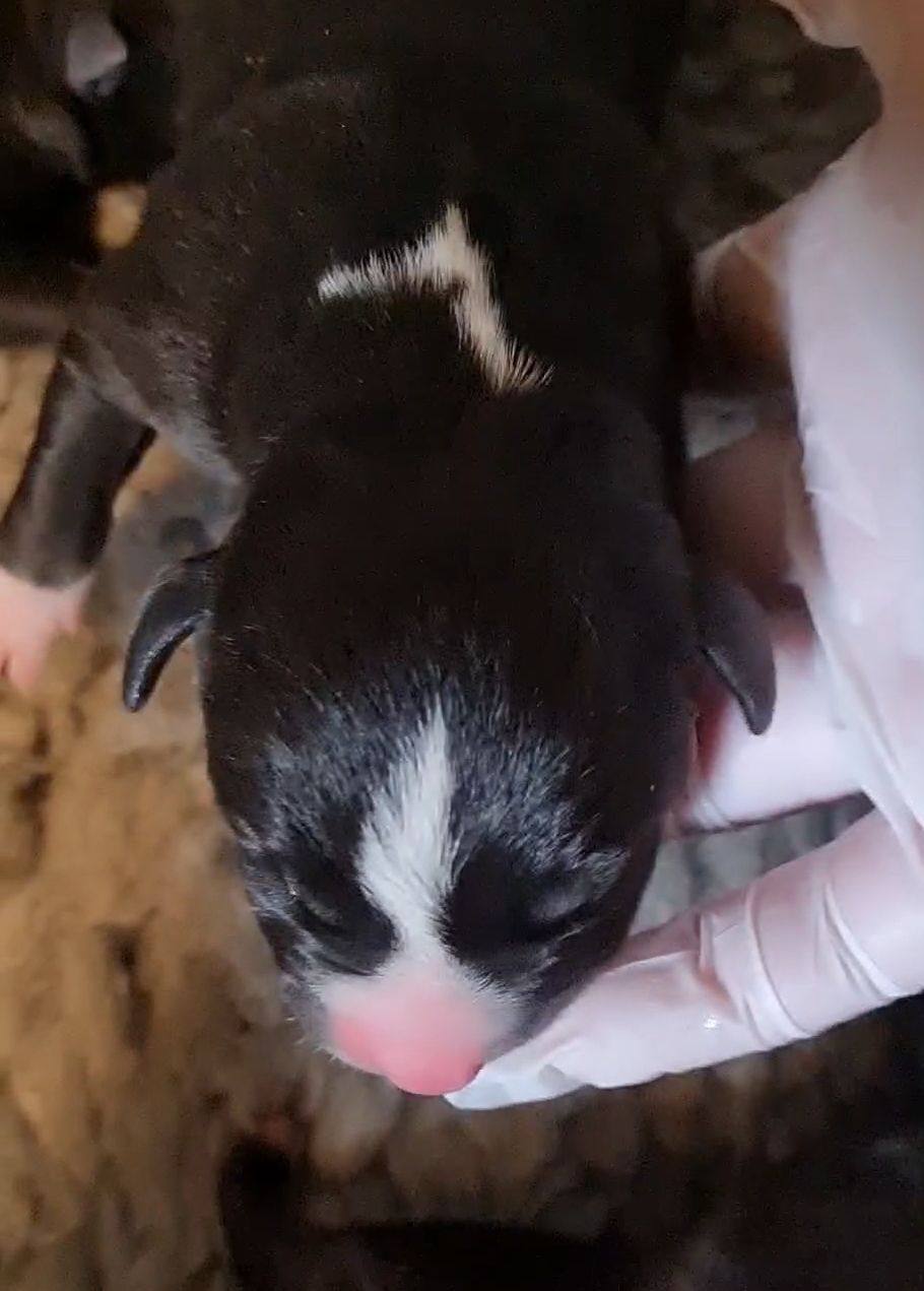 Gallery image: Bingley