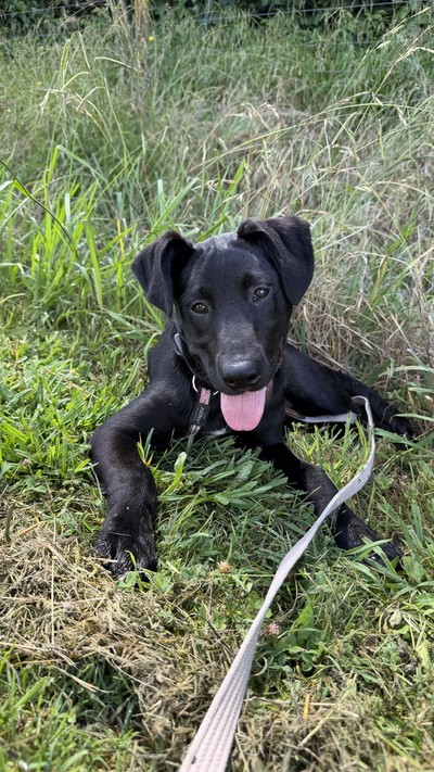 Paul - Large Cross Breed