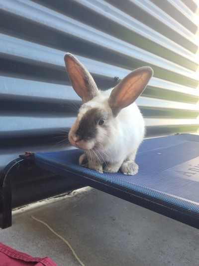 Cheesecake - New Zealand