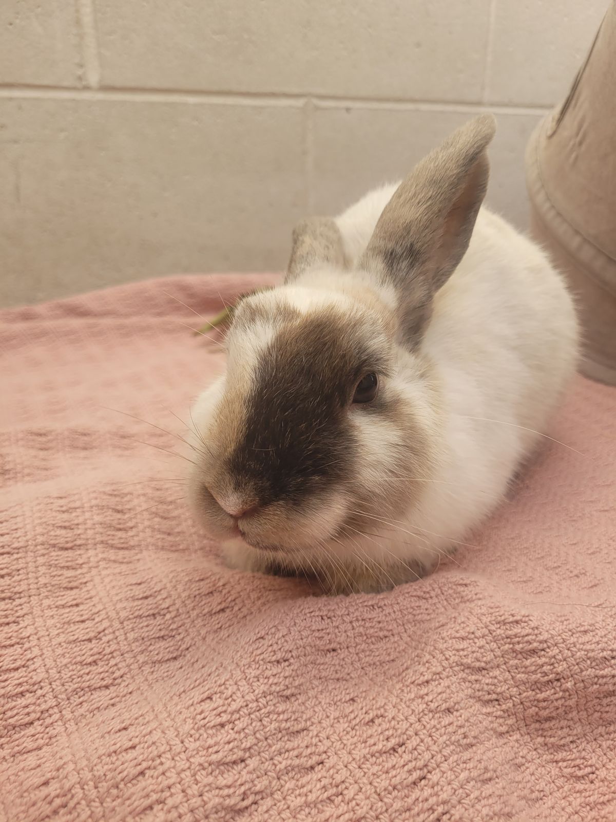 Gallery image: Cheesecake