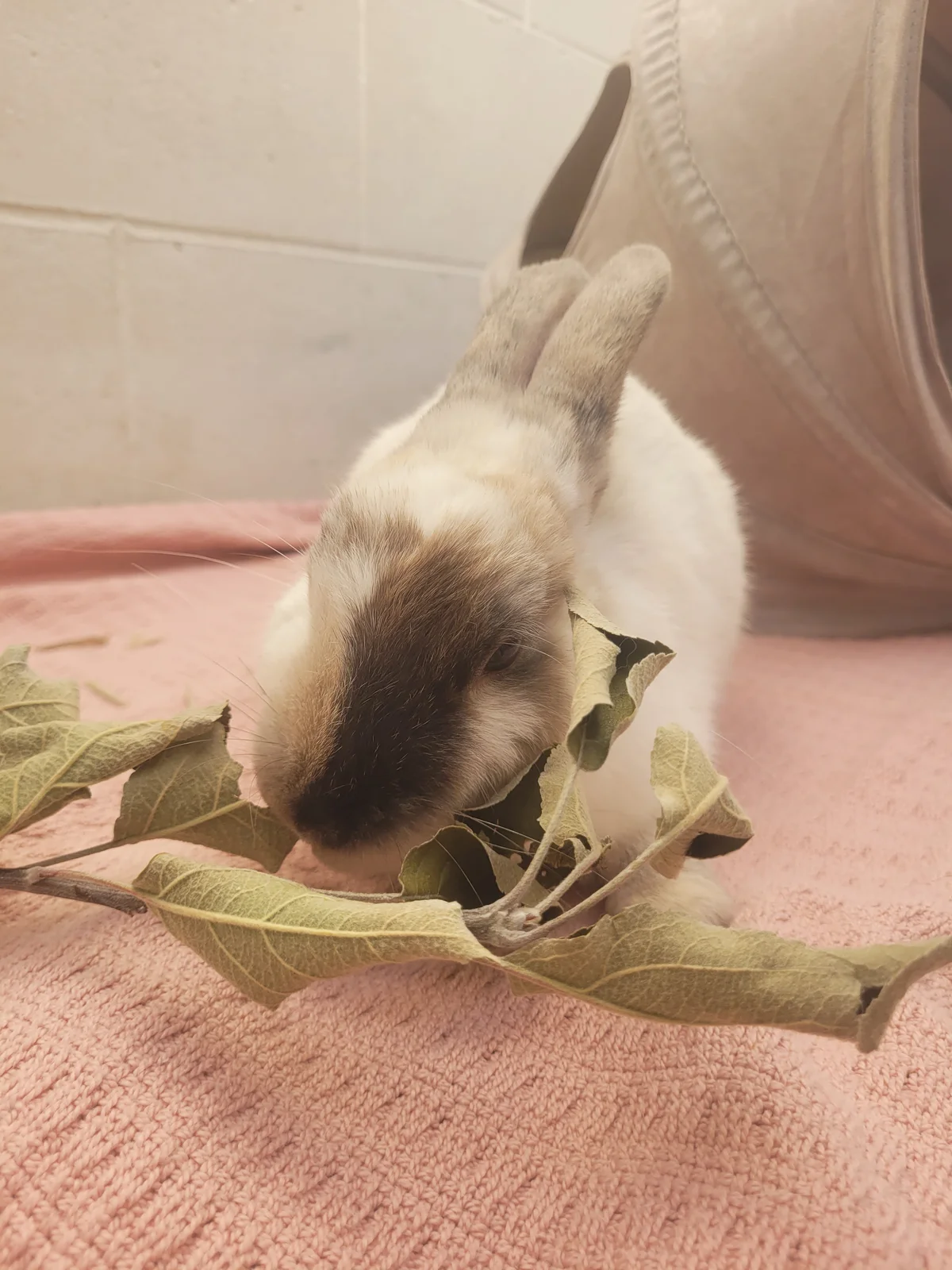 Gallery image: Cheesecake