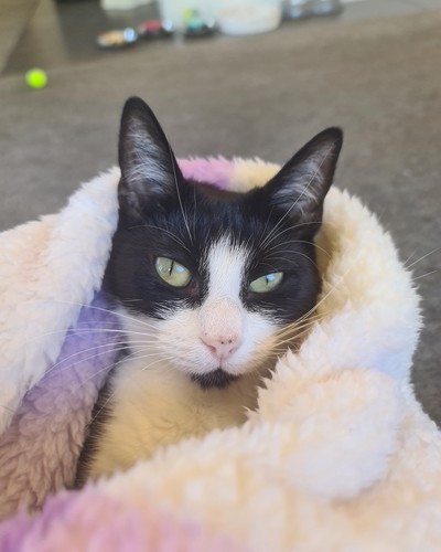 Planetarium - Domestic Short Hair