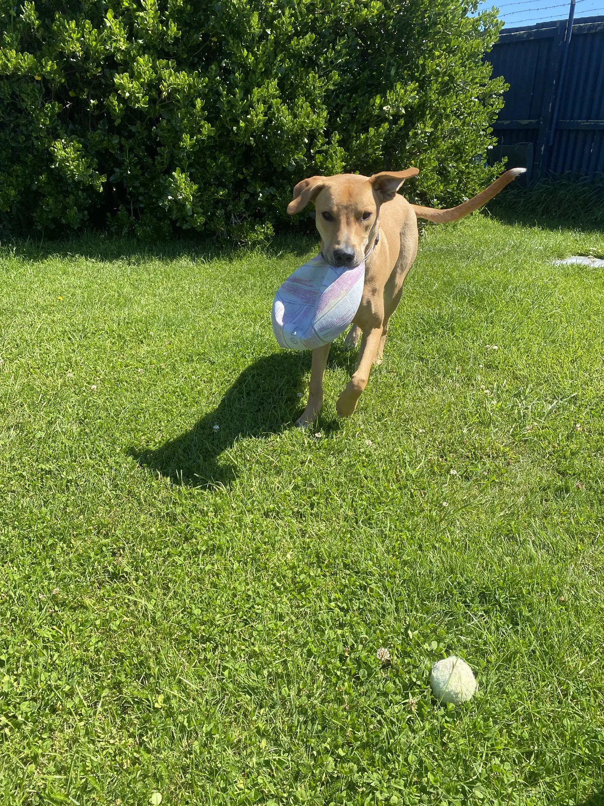 Gallery image: Zephyr