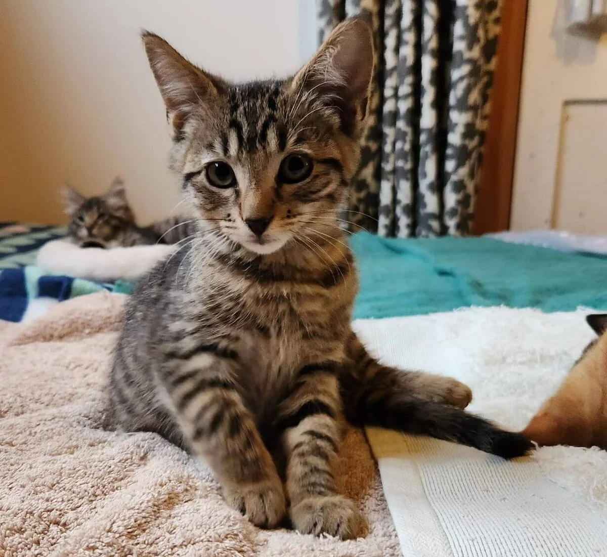 Gallery image: Myrrh