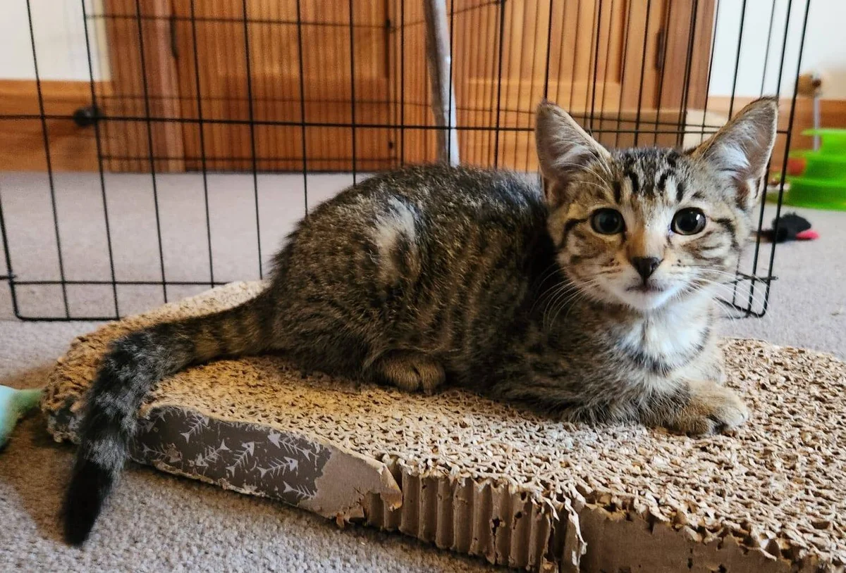 Gallery image: Myrrh