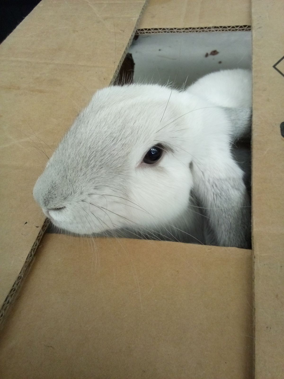 Gallery image: Flint