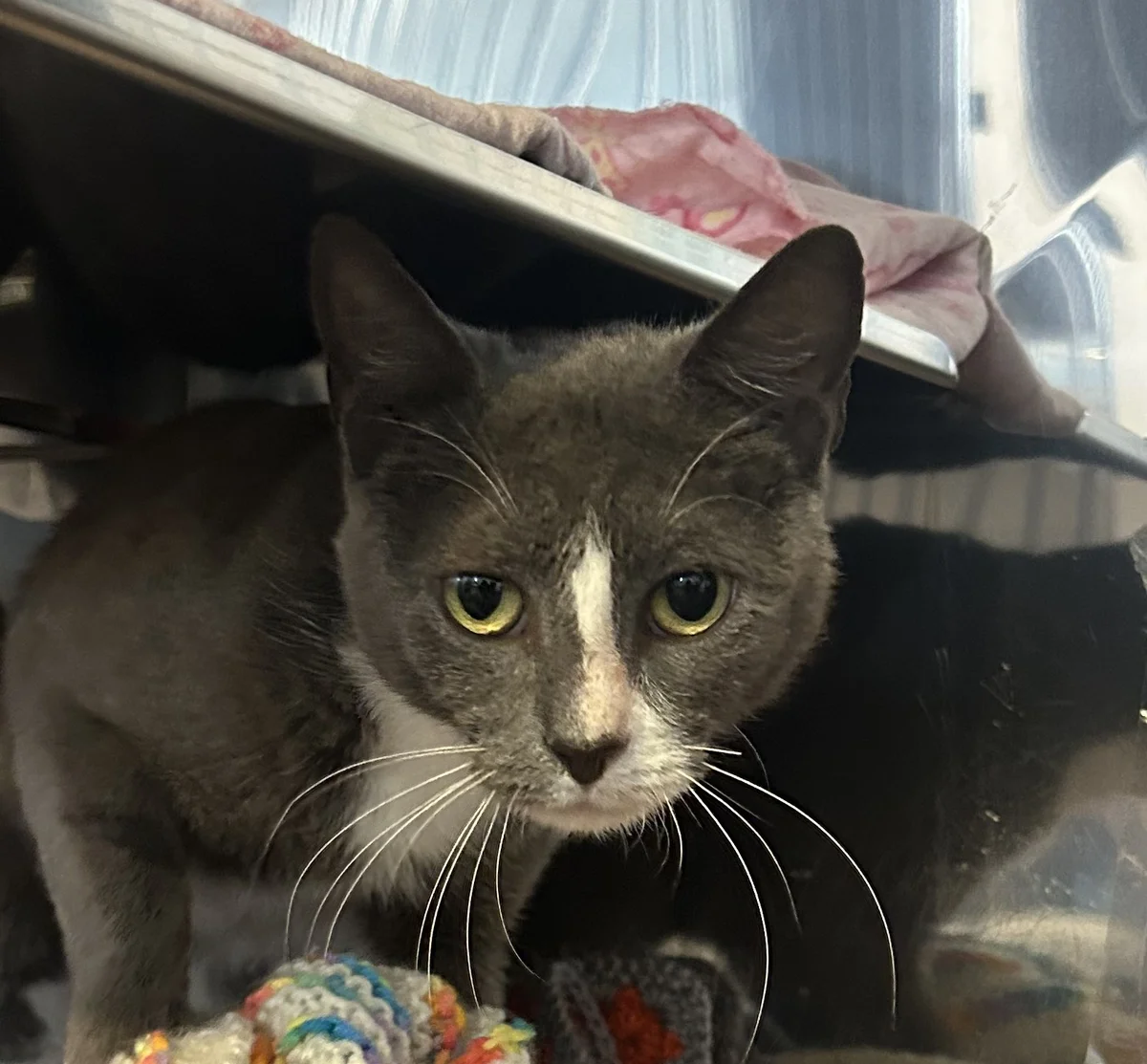 Gallery image: Alexis