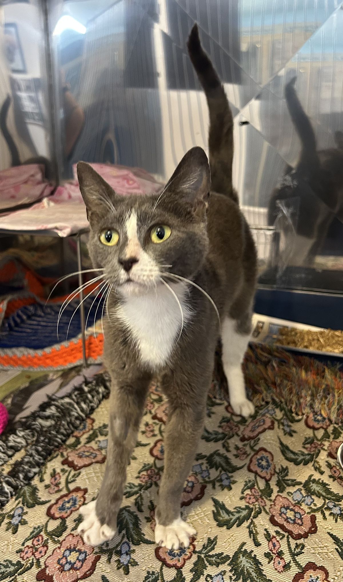 Gallery image: Alexis