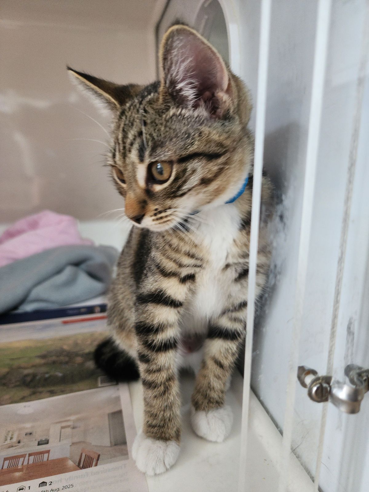 Gallery image: Phoebe