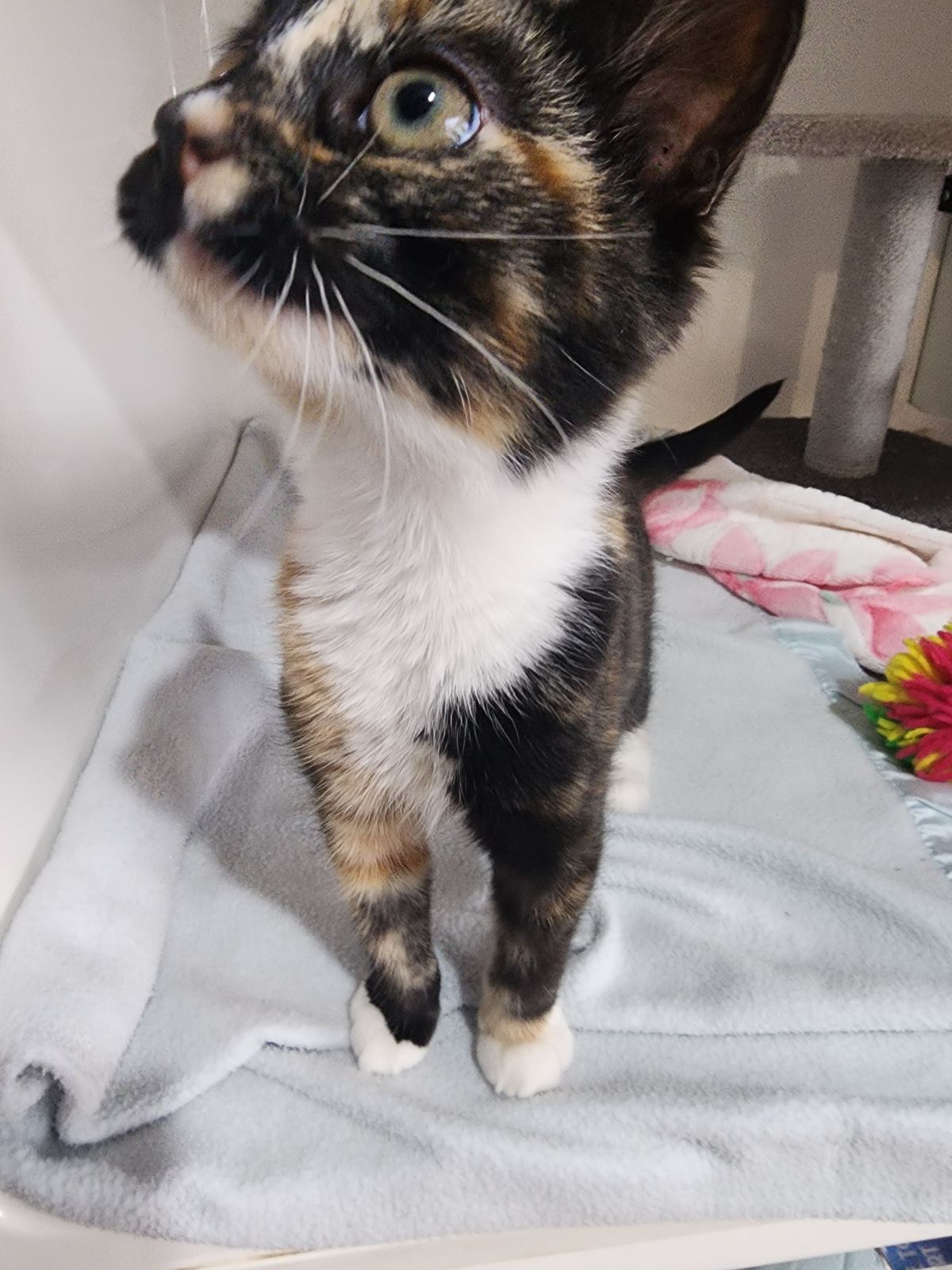 Gallery image: Thumbelina (lena) 