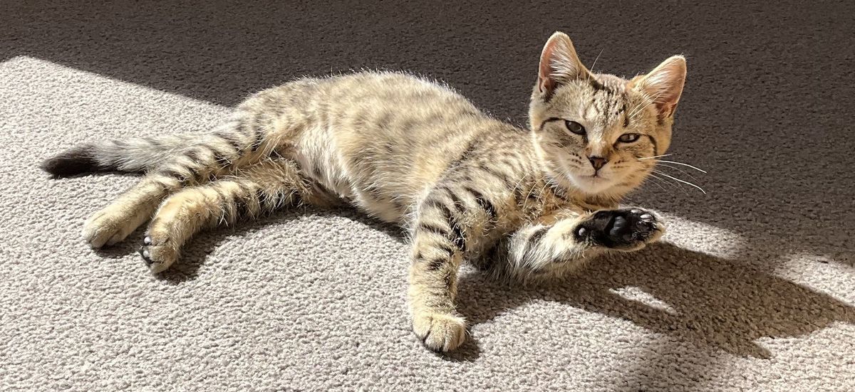 Gallery image: Ashley