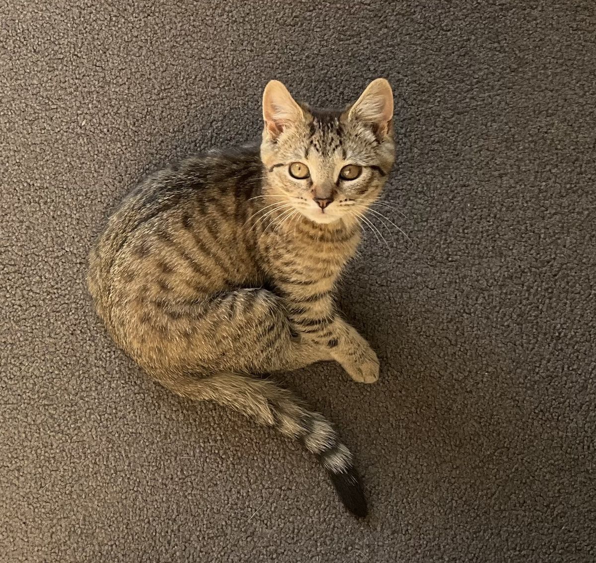 Gallery image: Ashley