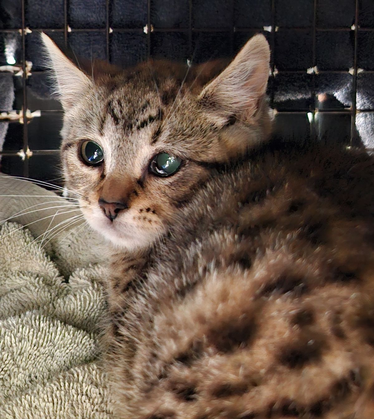 Gallery image: Ashley