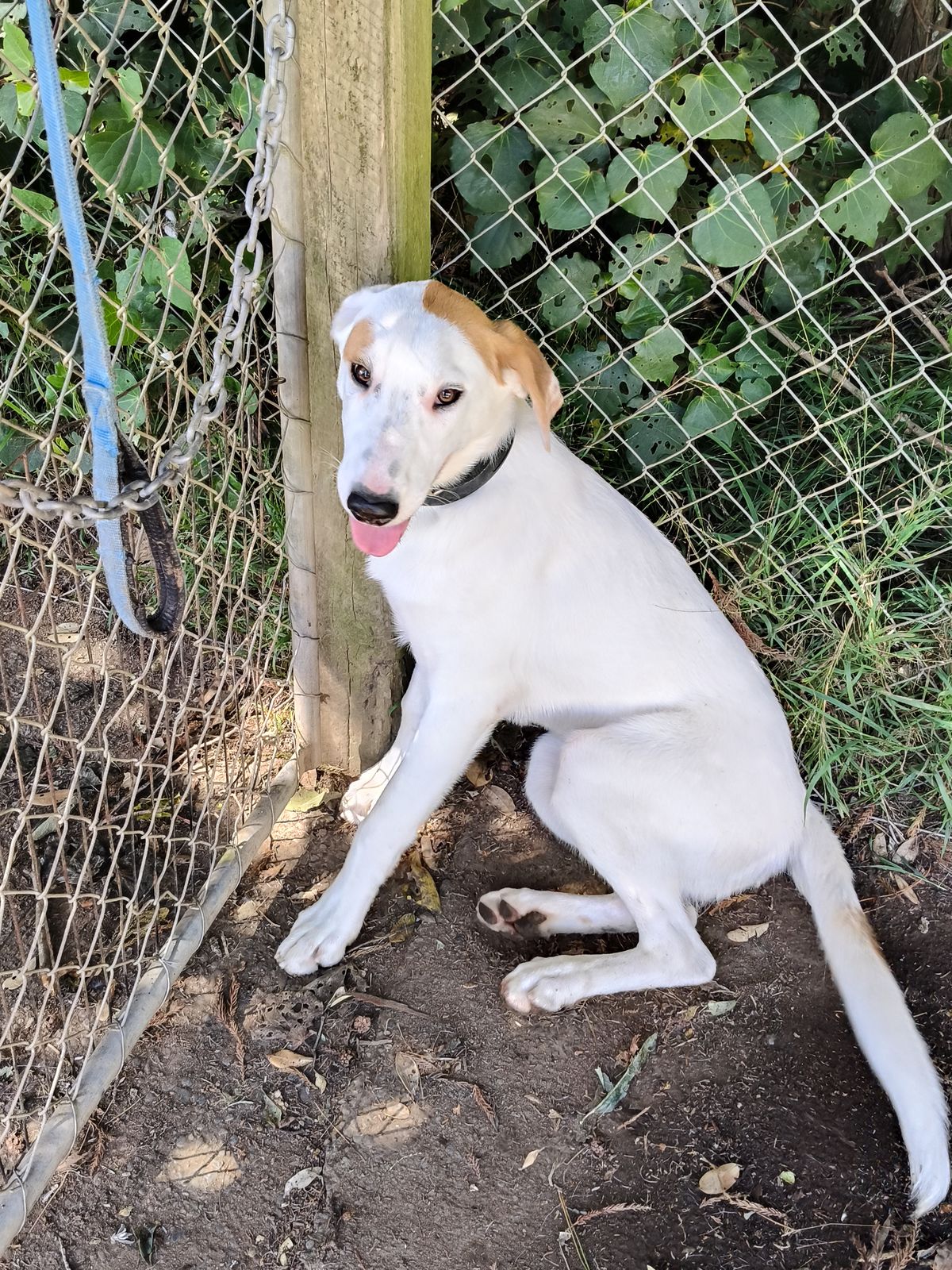 Gallery image: Chuck