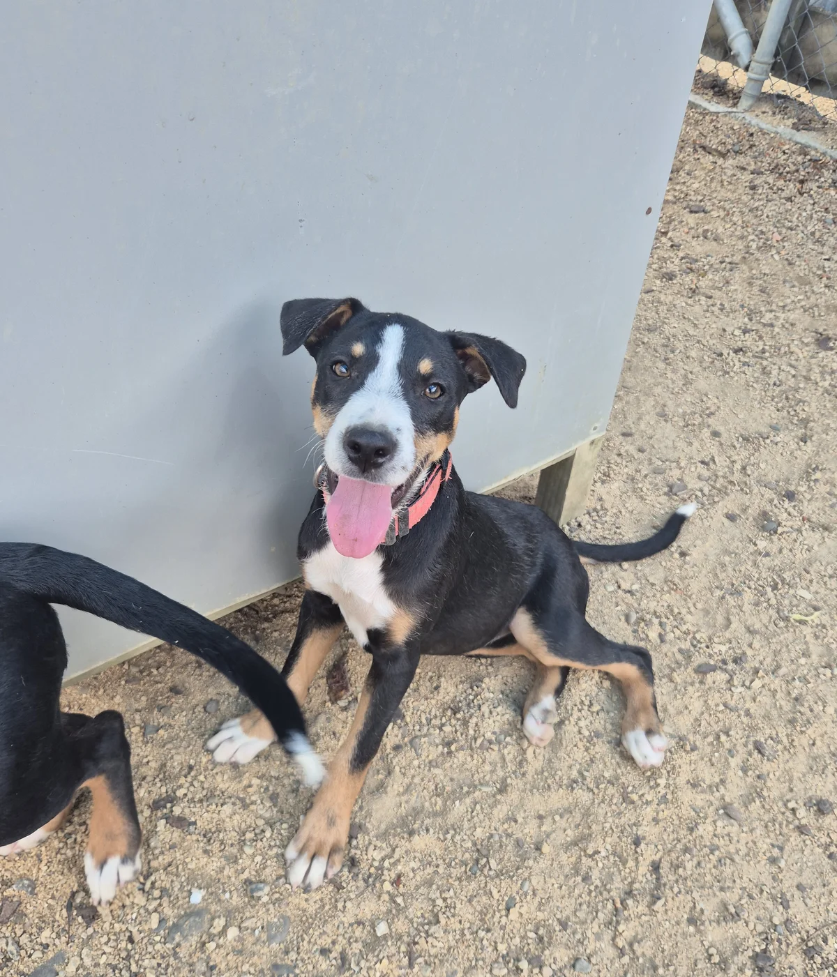 Gallery image: Salsa