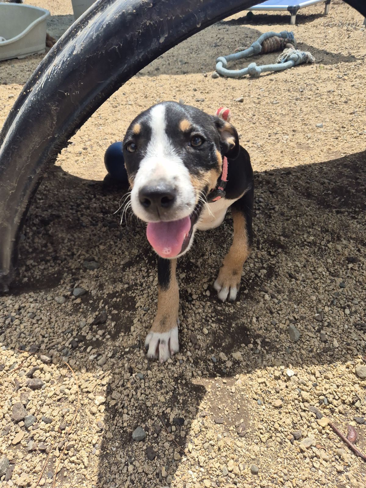 Gallery image: Salsa