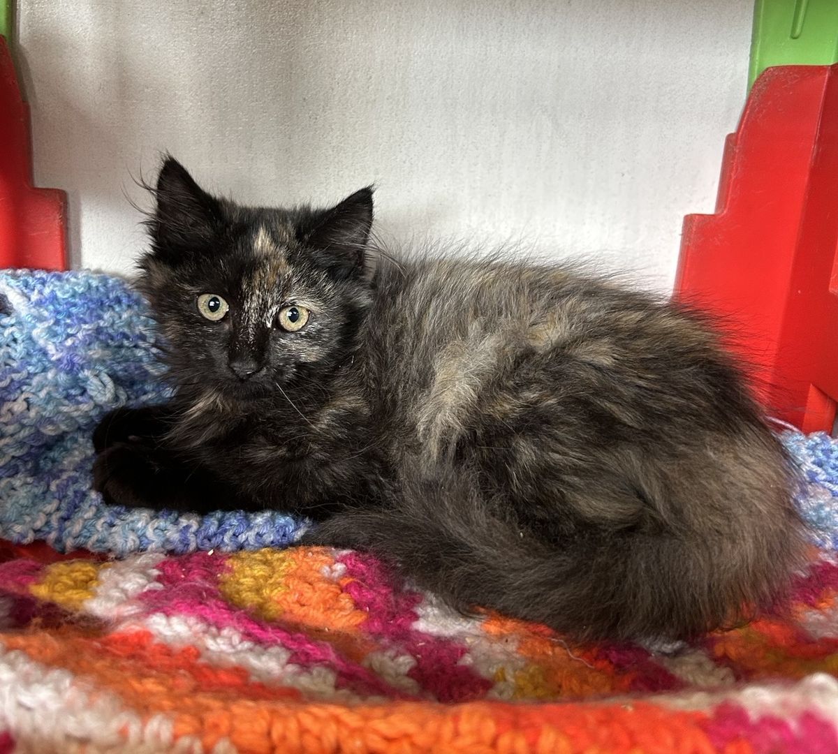 Gallery image: Amarni