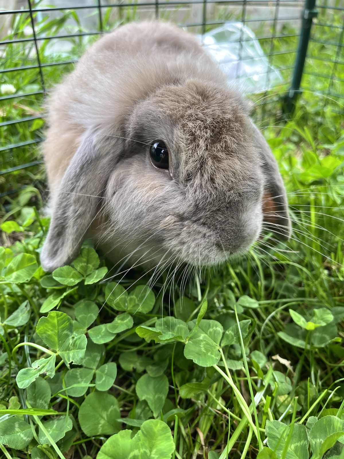 Gallery image: Slippers