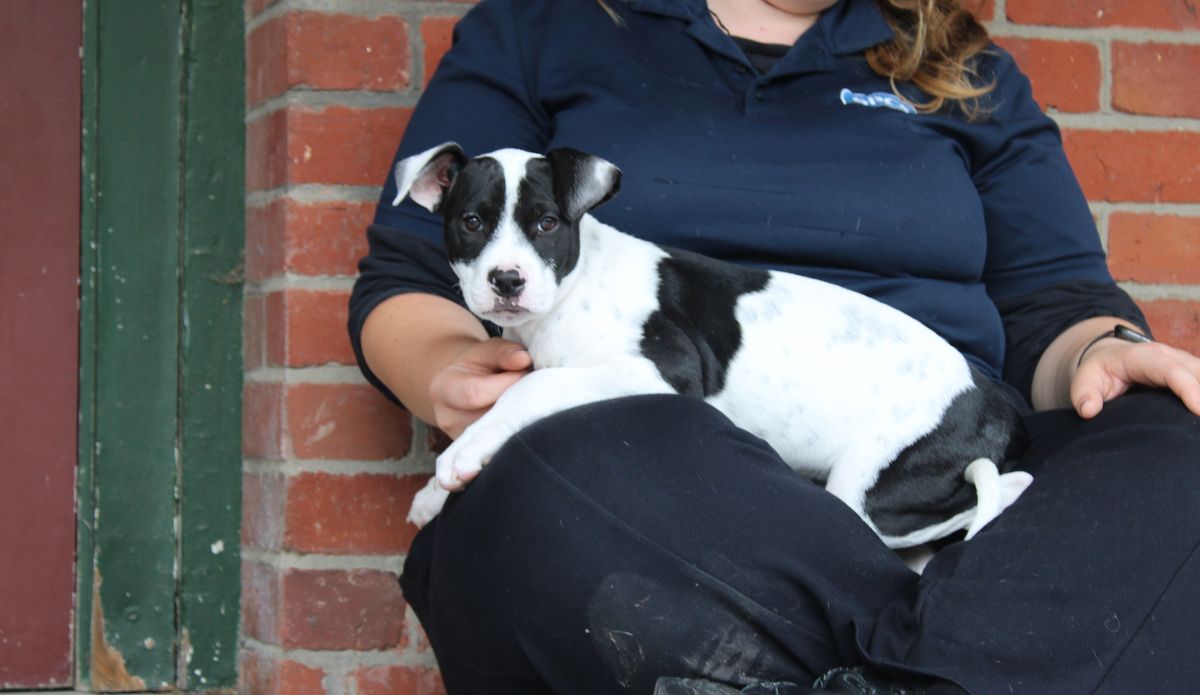 Gallery image: Daisy