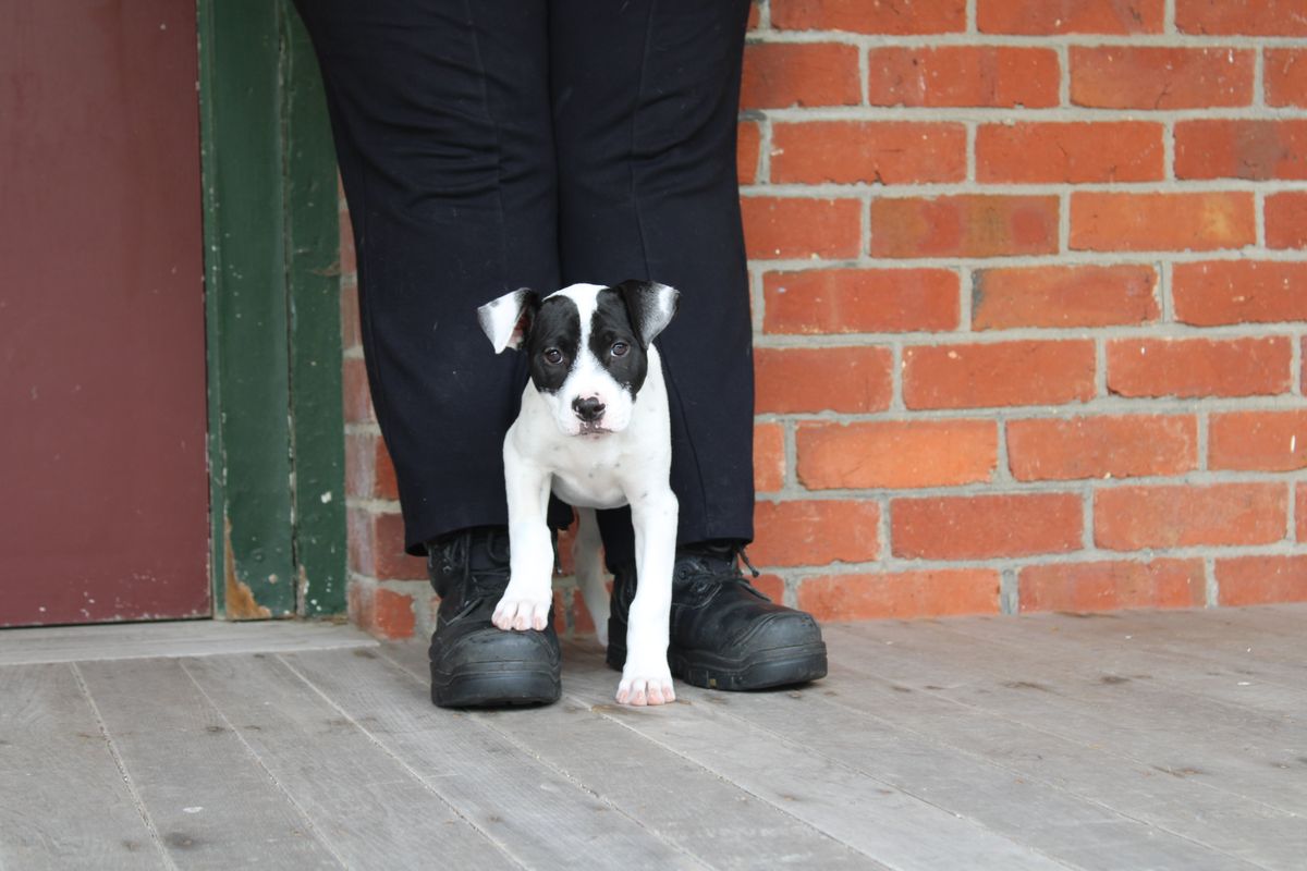 Gallery image: Daisy