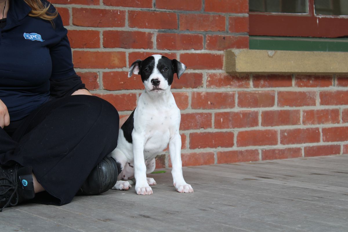 Gallery image: Daisy