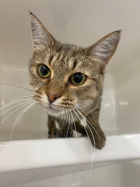 Gallery image: Niblet