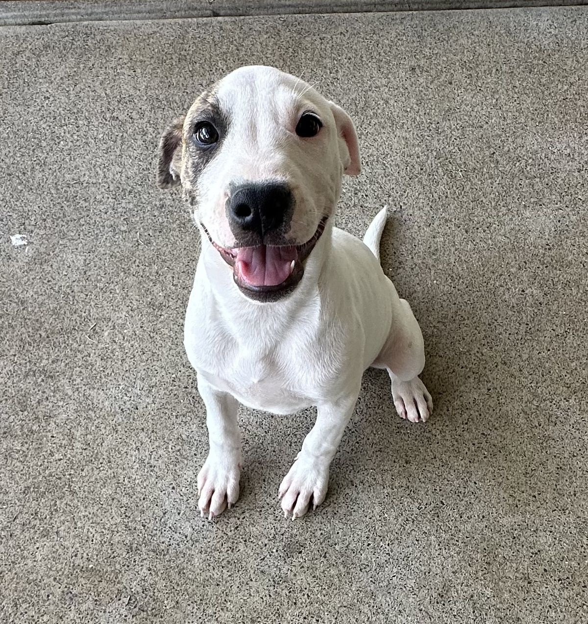 Gallery image: Pirate