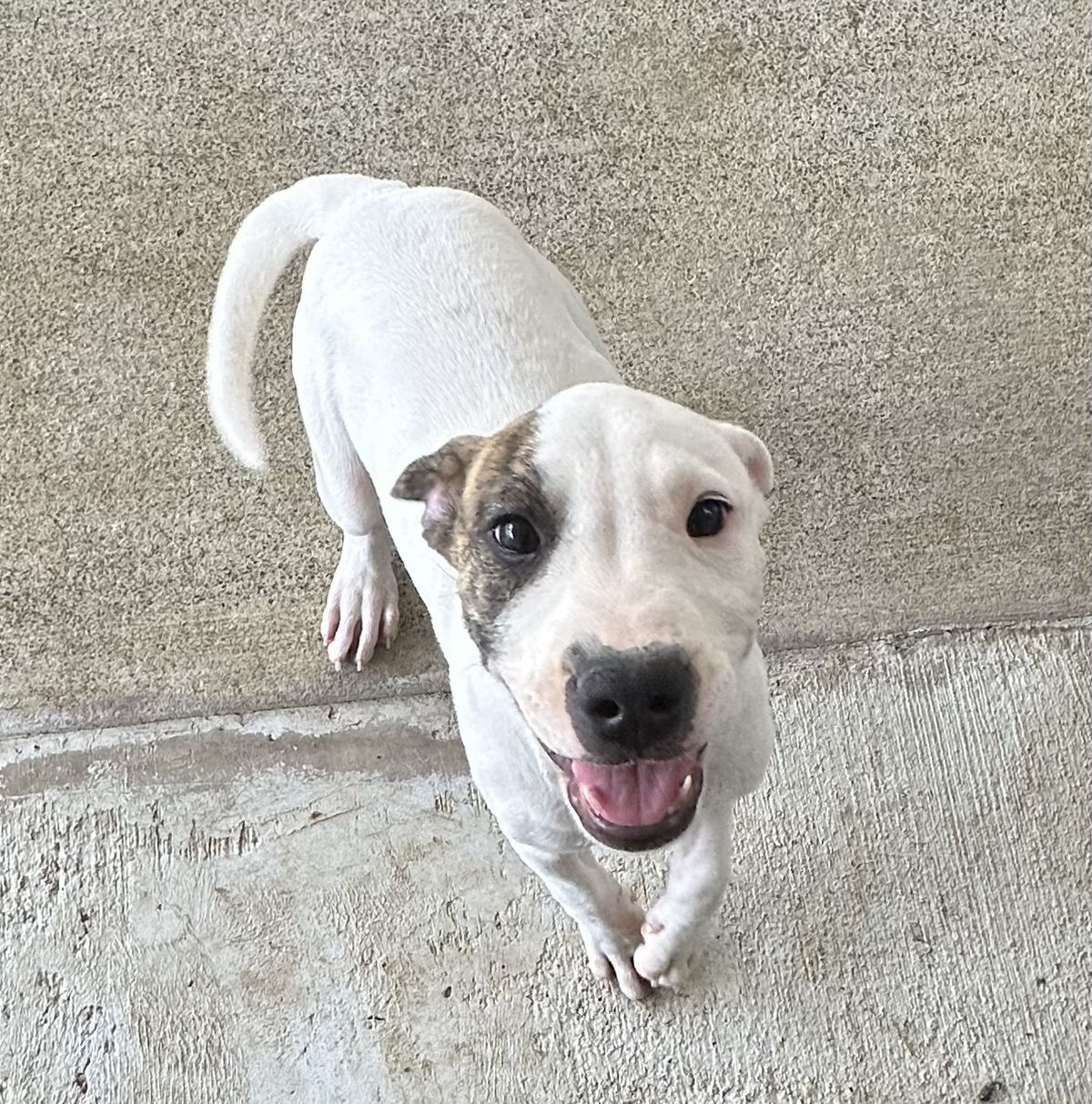 Gallery image: Pirate