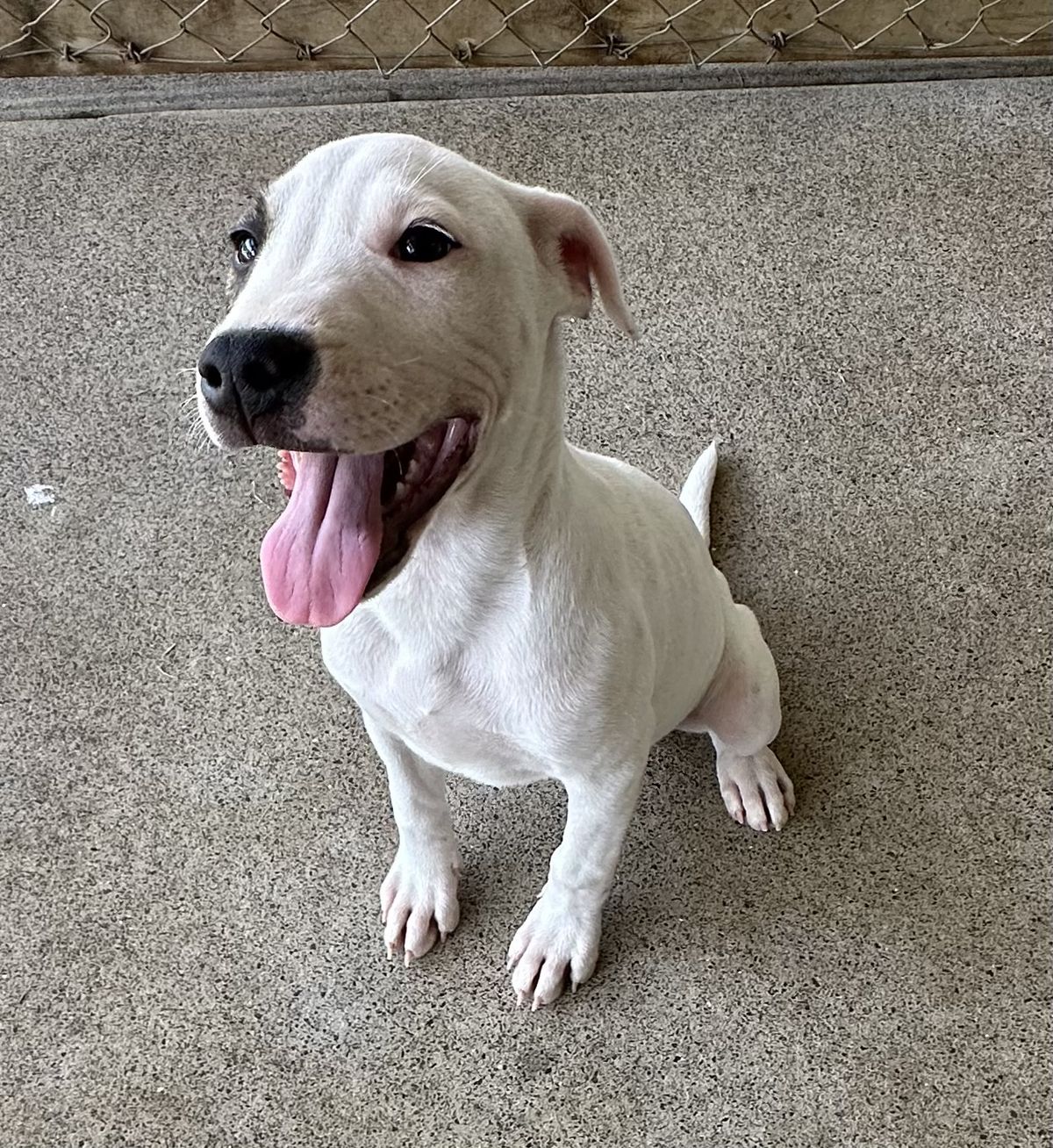 Gallery image: Pirate