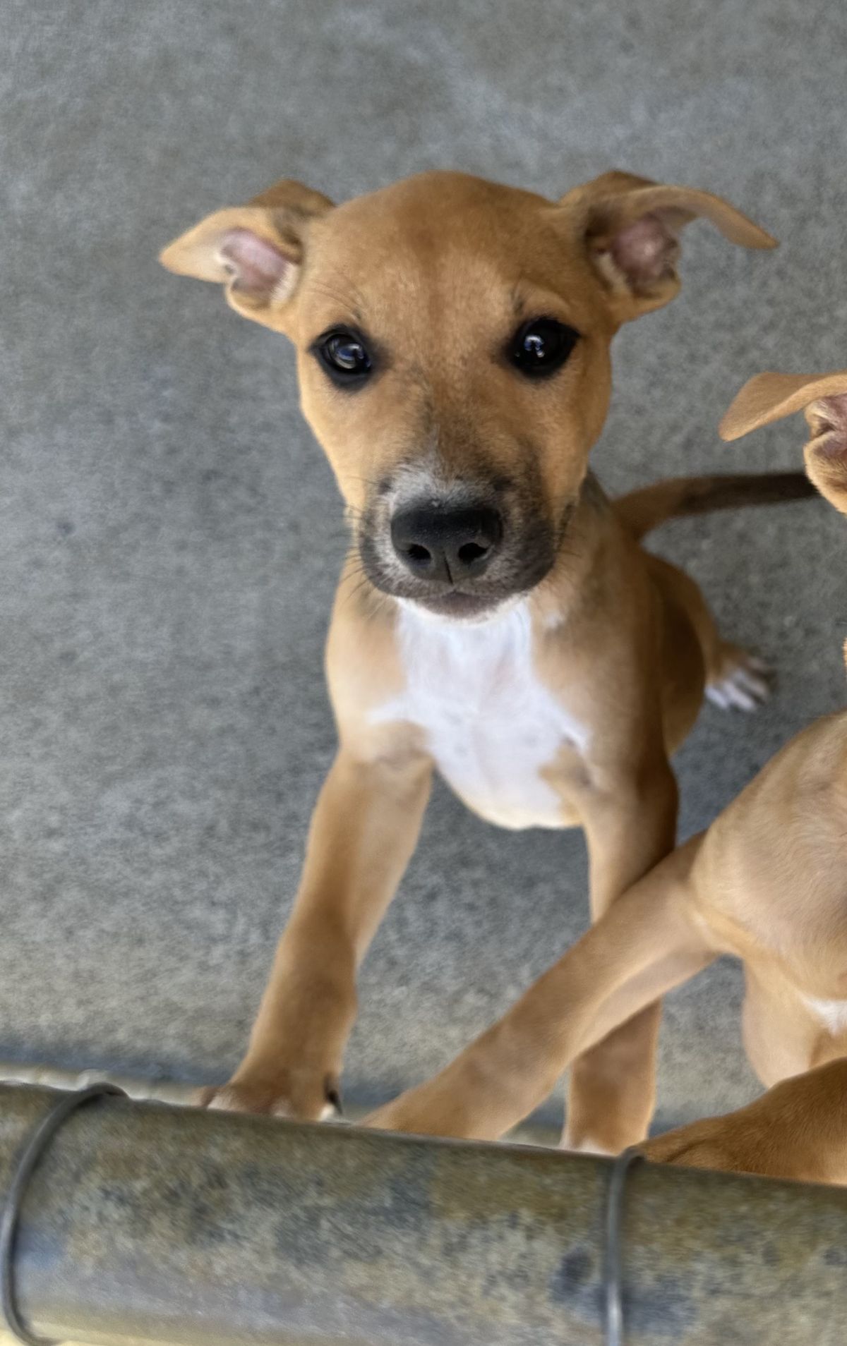 Gallery image: Possum