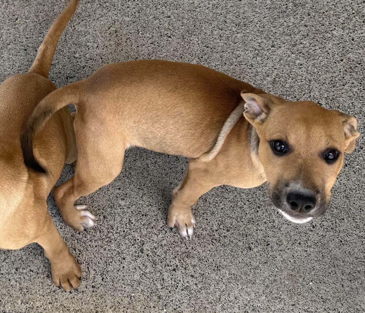 Gallery image: Possum