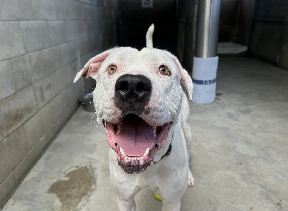 Gallery image: Cooper