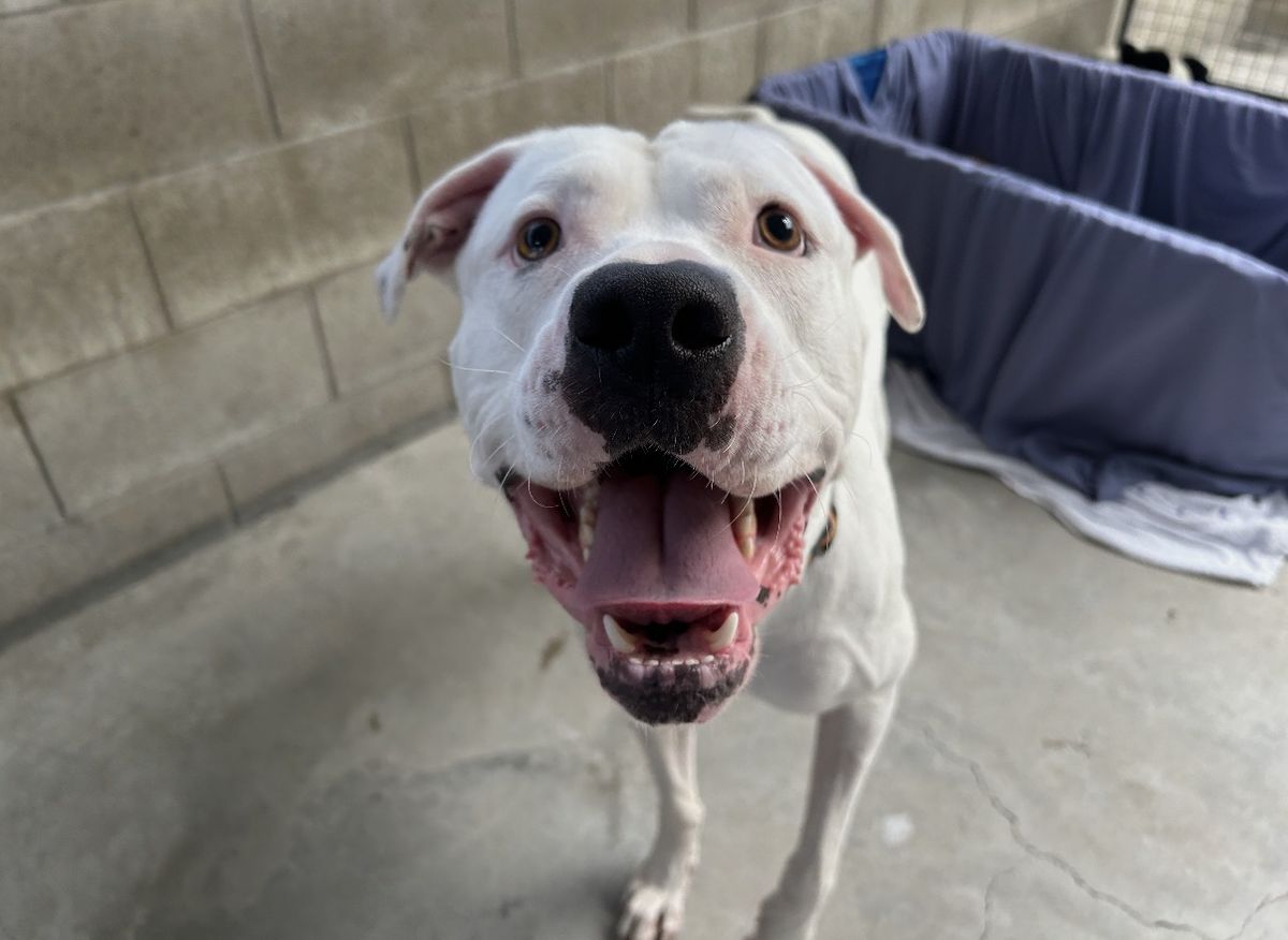 Gallery image: Cooper