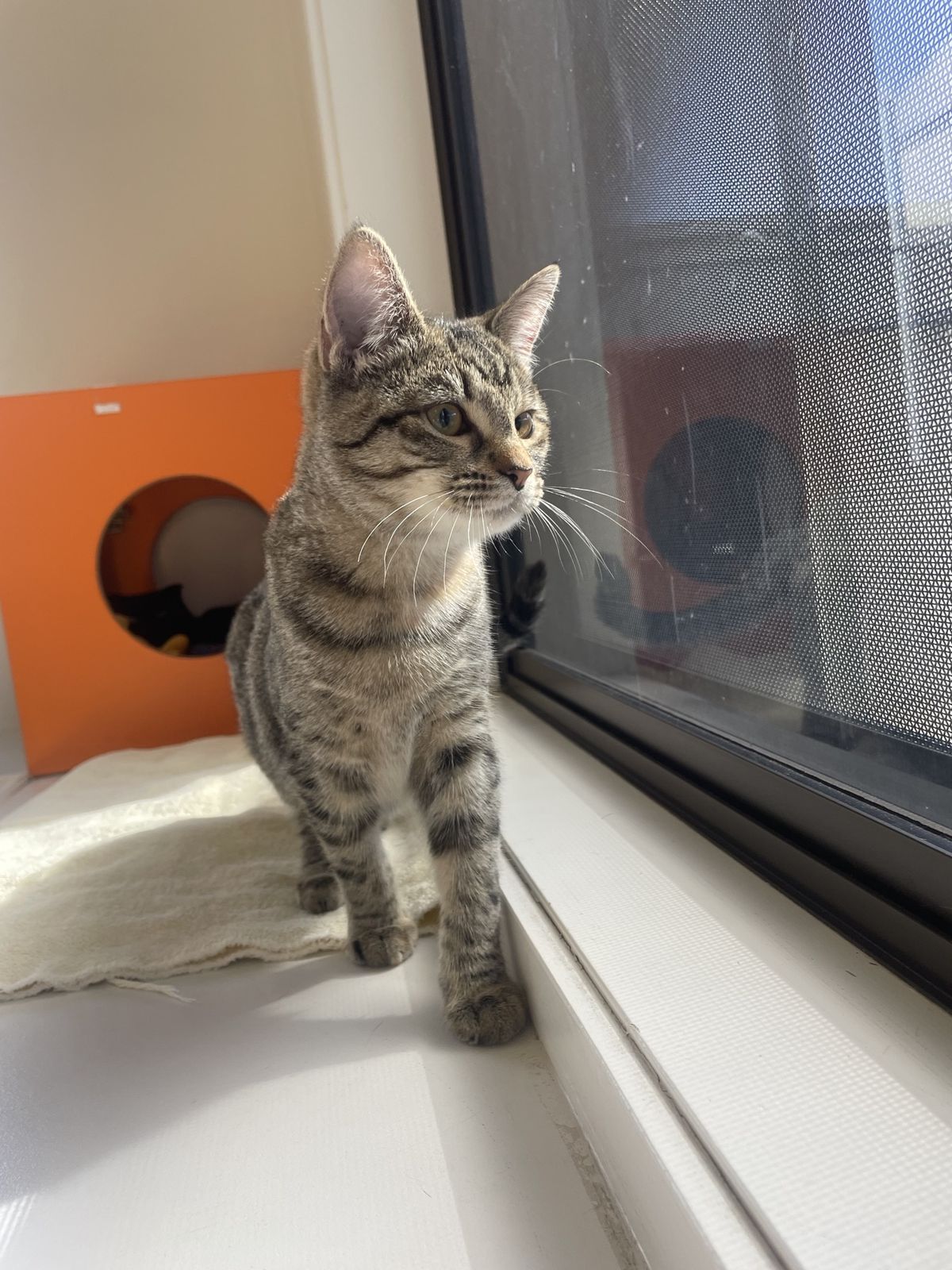 Gallery image: Feather