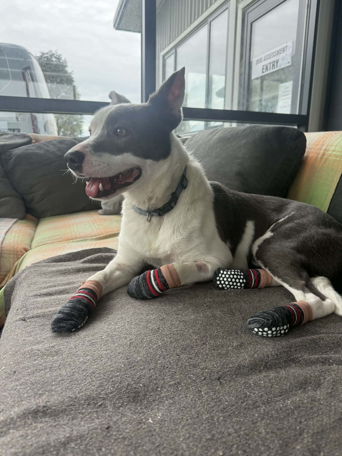 Gallery image: Zorro